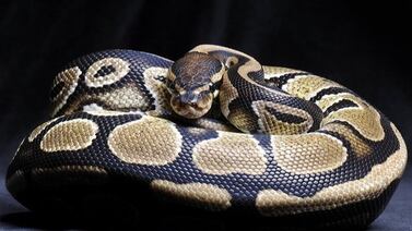 Experto dice que mujer “no sufrió” al ser asesinada y devorada por una enorme serpiente