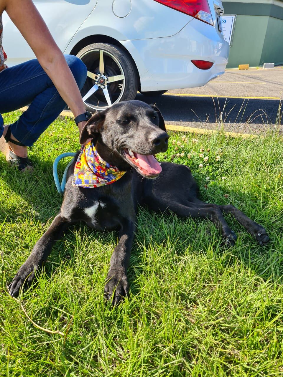 Buscan hogar para cachorro rescatado por atropello