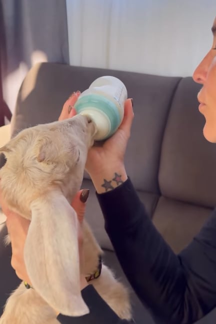 Gipzy Montoya decidió agrandar su familia con dos mascotas más y muy particulares.