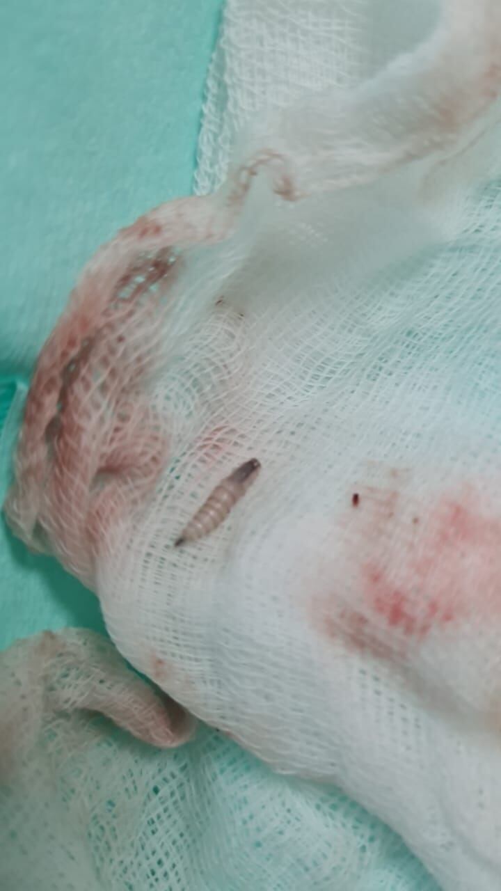 El gusano barrenador se confirmó en la boca de una muchacha de 19 años de Río Naranjo de Bagaces en Guanacaste, la  hermana, Vanessa Rojas Murillo, cuenta el calvario que vivieron en centros médicos de la Caja para que la atendieran.