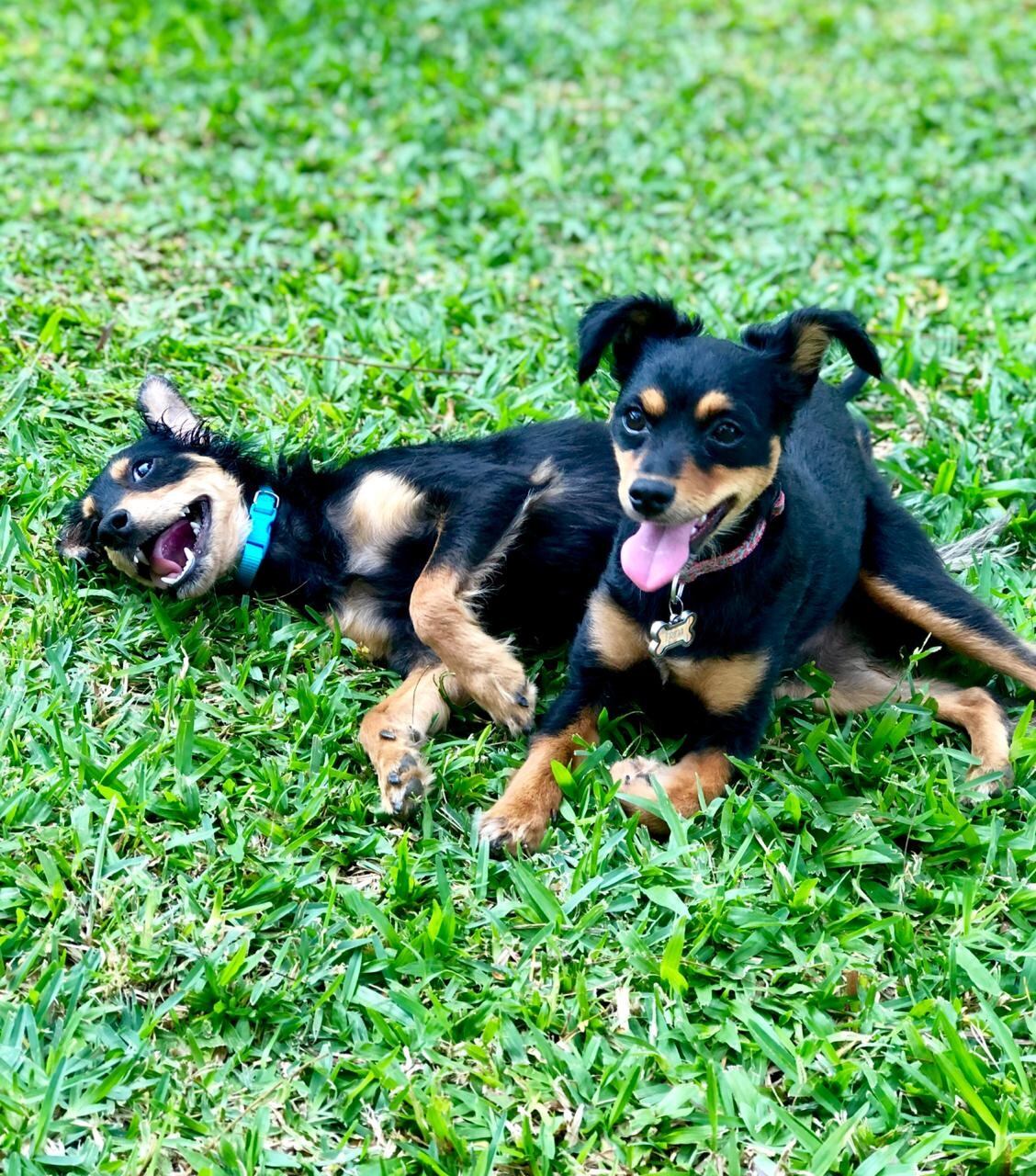 Perros negros adopción