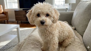 Veterinaria alerta: dejar que los perros duerman en el piso puede causar graves problemas de salud