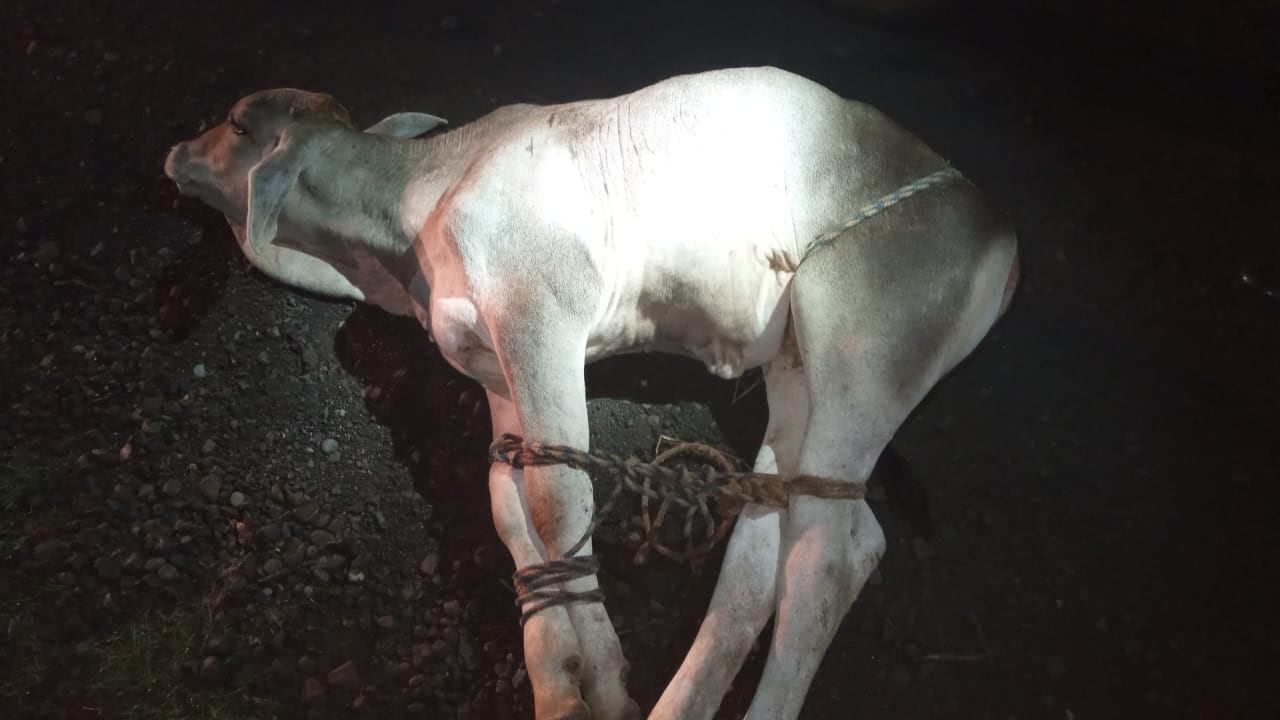 Un ternerito sufrió el mismo terror que tuvo la vaca Milagro al ser llevada en pésimas condiciones dentro de un carro, en Pueblo Nuevo de San José de Upala. Foto: MSP