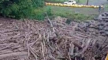 ¡Impresionante! Río Aguas Zarcas todavía arrastra cientos de troncos y barro