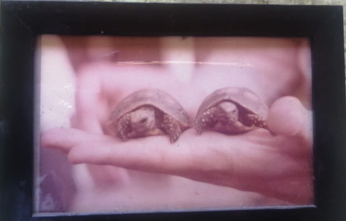 Guguza, tortuga que fue robada en Montes de Oca. Foto cortesía Rodolfo Vicente.