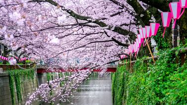 Festival Hanami espera a los amantes de los cerezos y la cultura japonesa