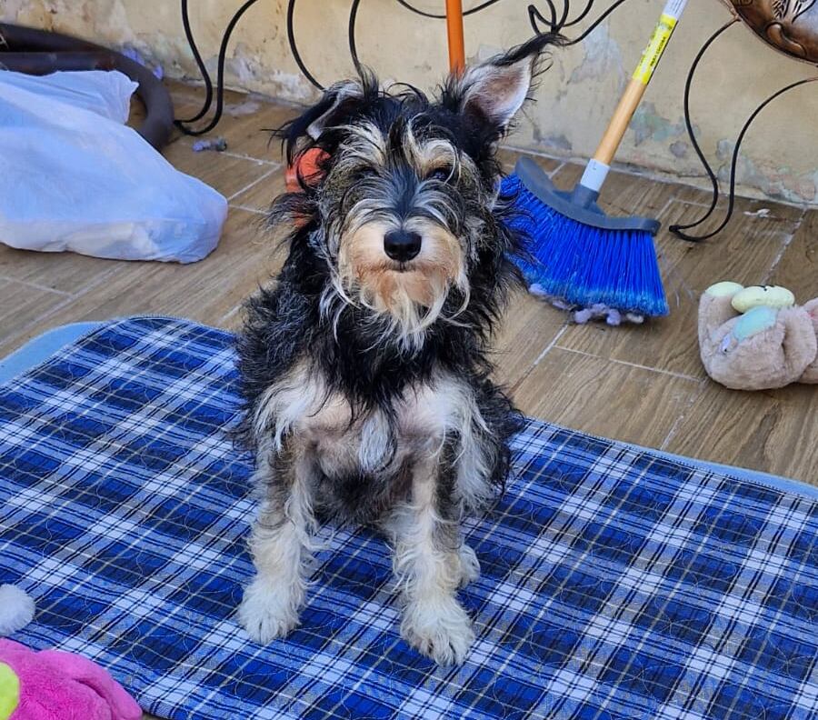 Camila es una de las perritas ganadoras del concurso de La Teja