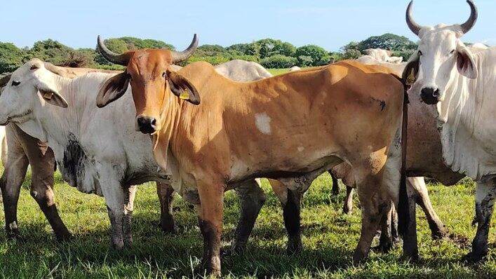 Caso Venus es un operativo contra una exreo chapín, nacionalizado costarricense de apellidos Melgar Sandoval, de 33 años. Foto: Tomada de redes sociales Melgar