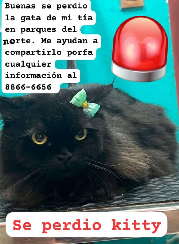 Kitty se desapareció por el sector de Florida de Tibás y es la consetida de la familia de René Barboza.