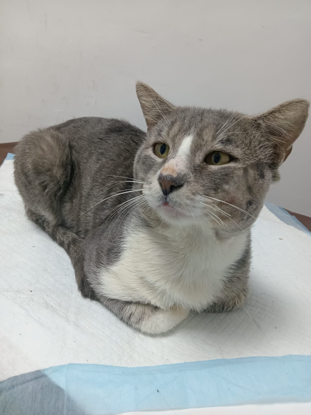 El gato Tom está buscando un hogar que lo adopte.