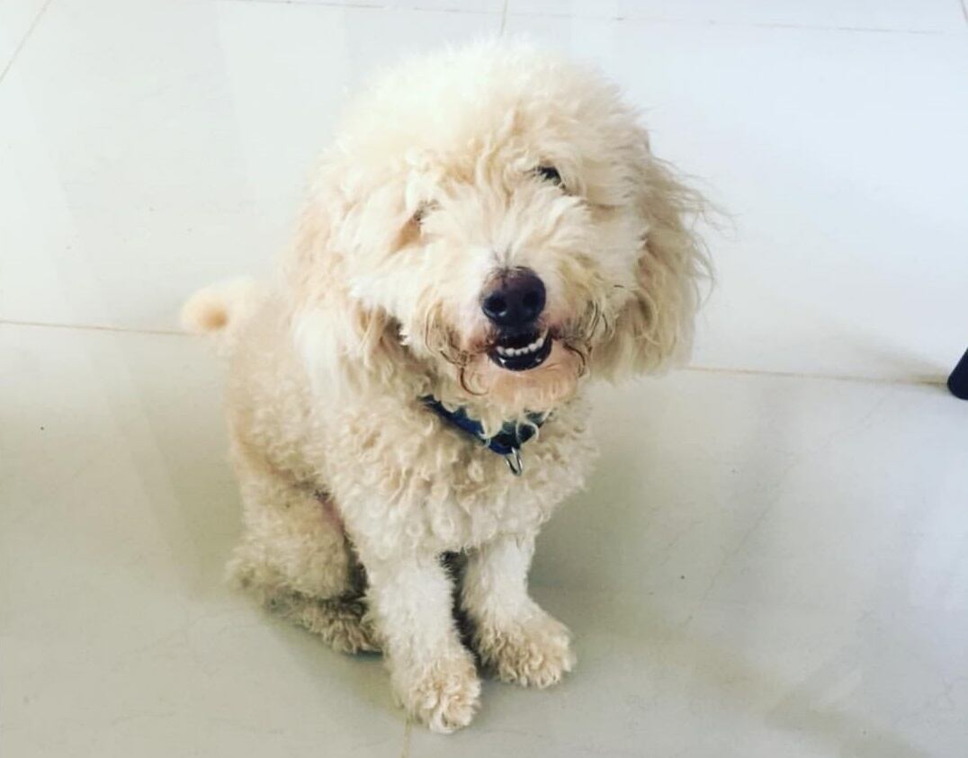 Andy, french, french poodle de 7 años, que se perdió el 23 de enero en Santa Cruz, Guanacaste. Foto Karla Hernández.