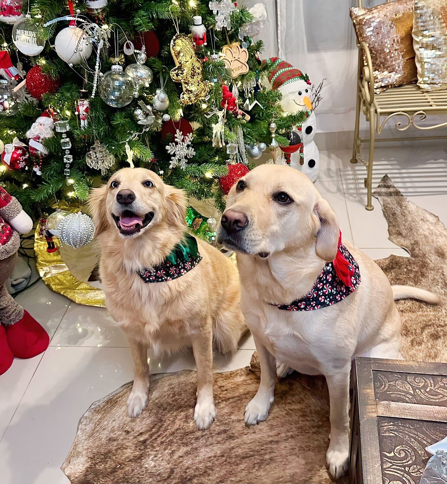 Perrita le salvó la vida a su dueño y él se lo agradece organizando la Viva Feria de Mascotas.