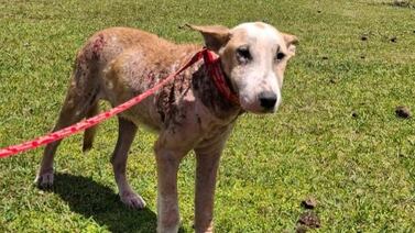 Valiente, el perro que fue arrastrado por un carro en Guácimo tuvo un final desgarrador