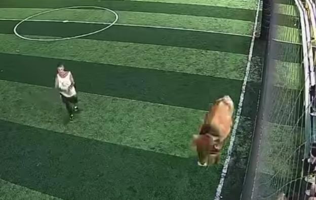 Una vaquilla sorprendió a quienes disputaban un partido en una cancha sintética de Alajuelita.