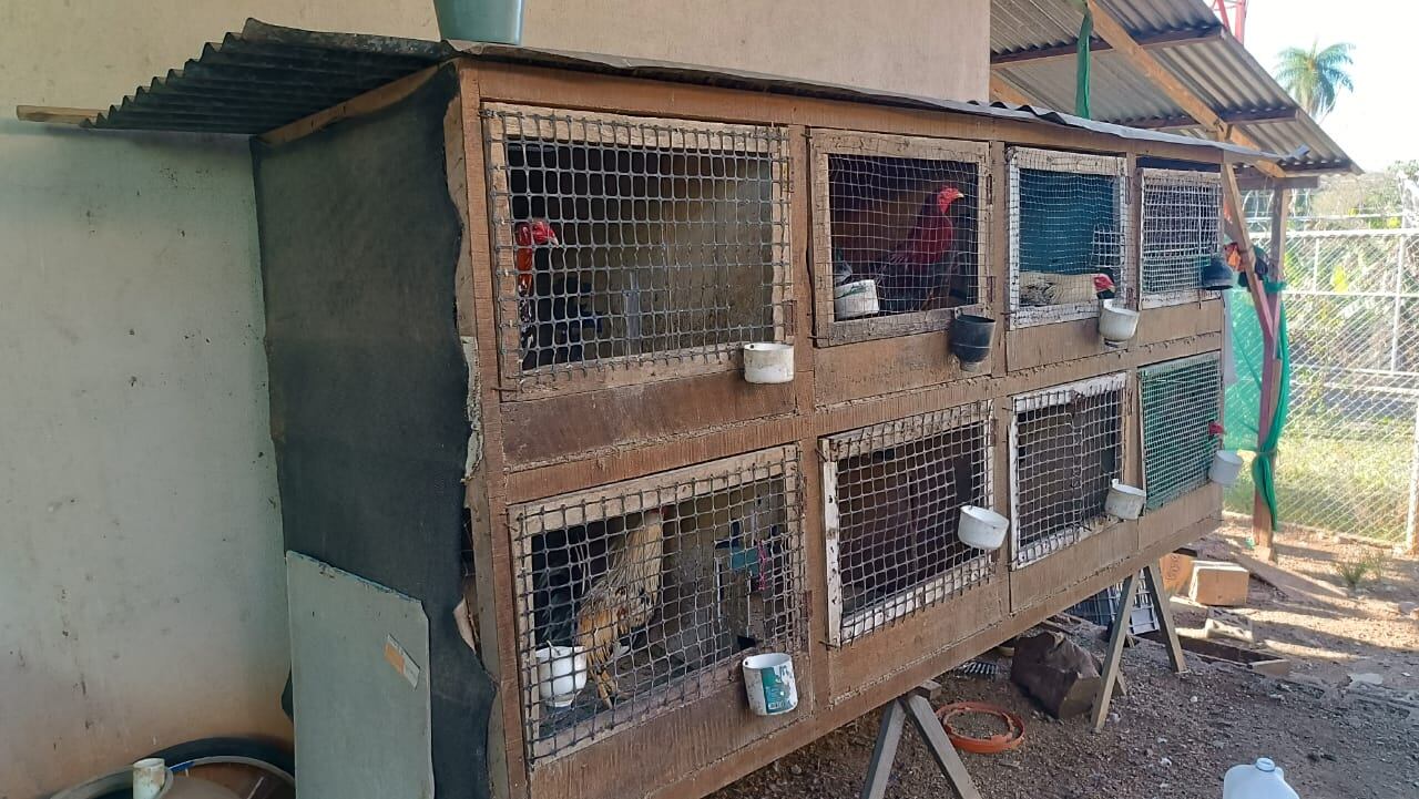 Gallos de pelea decomisados en Orotina