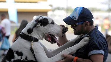 Si su peludito es un gran danés, esta información le interesa