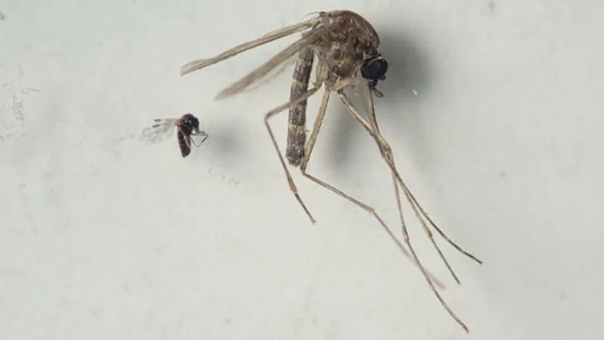 Toda América enciende sus alertas al máximo por un nuevo virus que transmite un mosquito el cual ya, ahora sí, está llegando a varios países del continente.