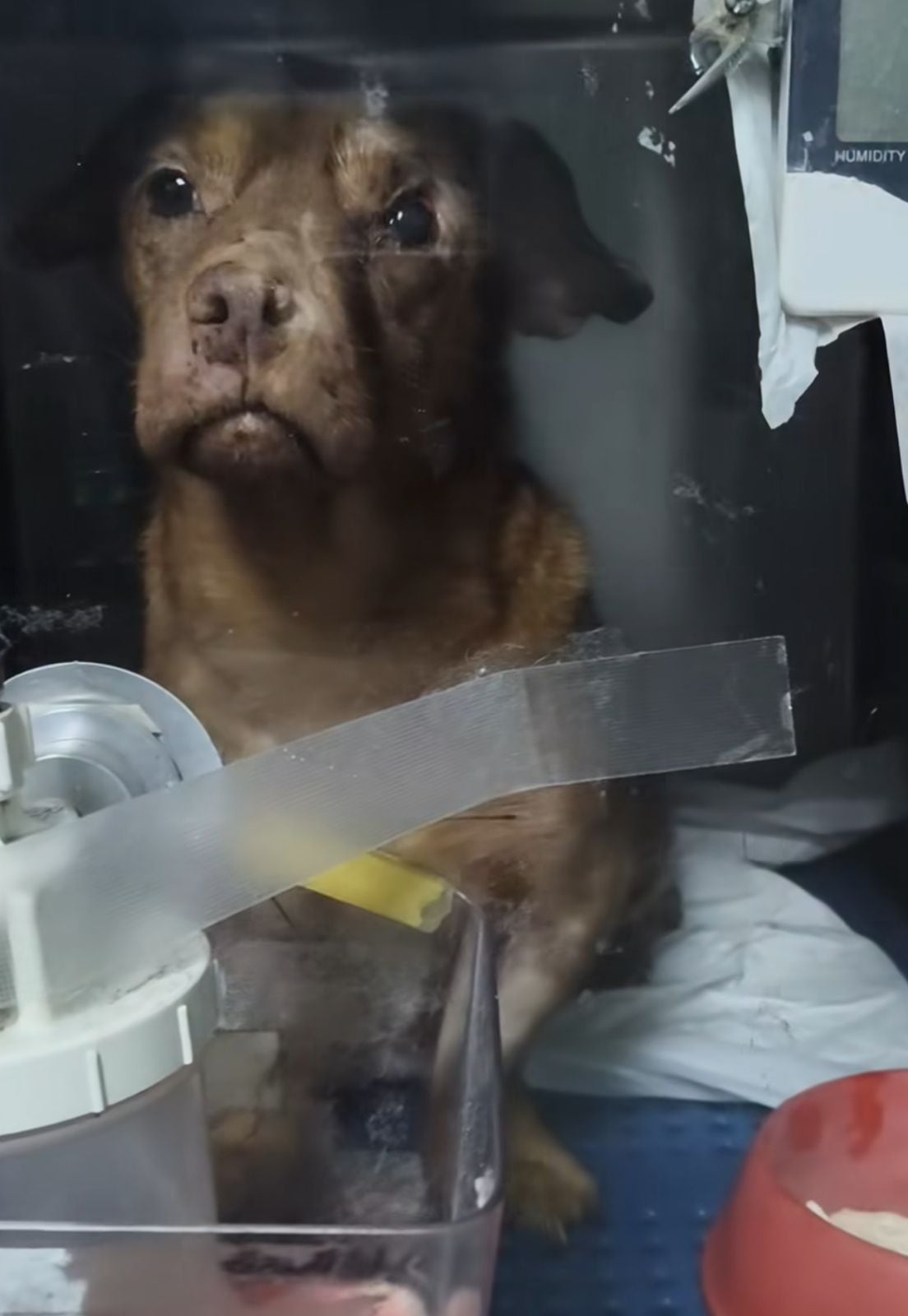 Auxilio Animal Cartago aldo perrito