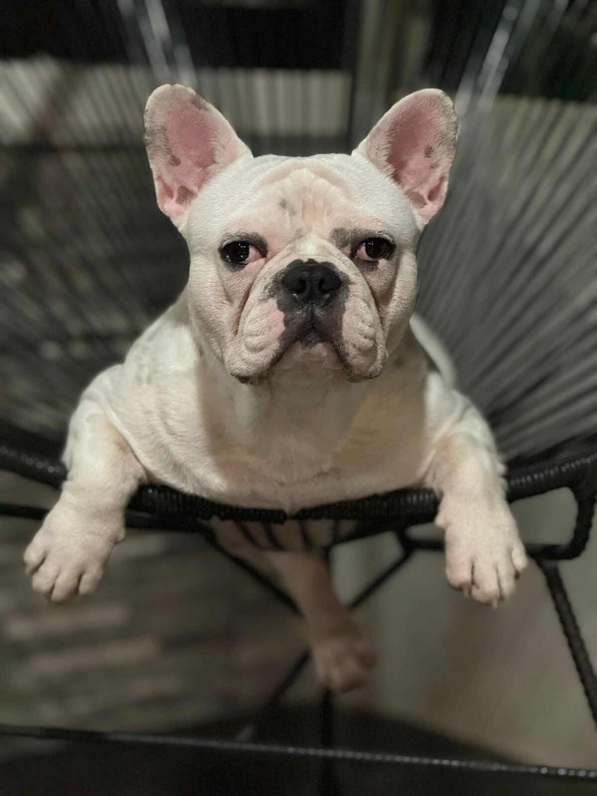 El joven Husky Campos Vega es un perrito raza bulldog francés que tiene un año de edad y en sancarleño de la pura cepa.