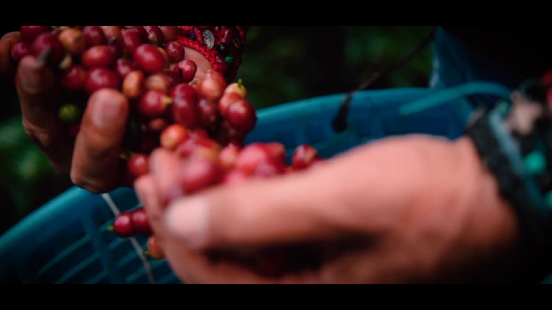 Mauricio Montero volvió a las fincas para coger café.