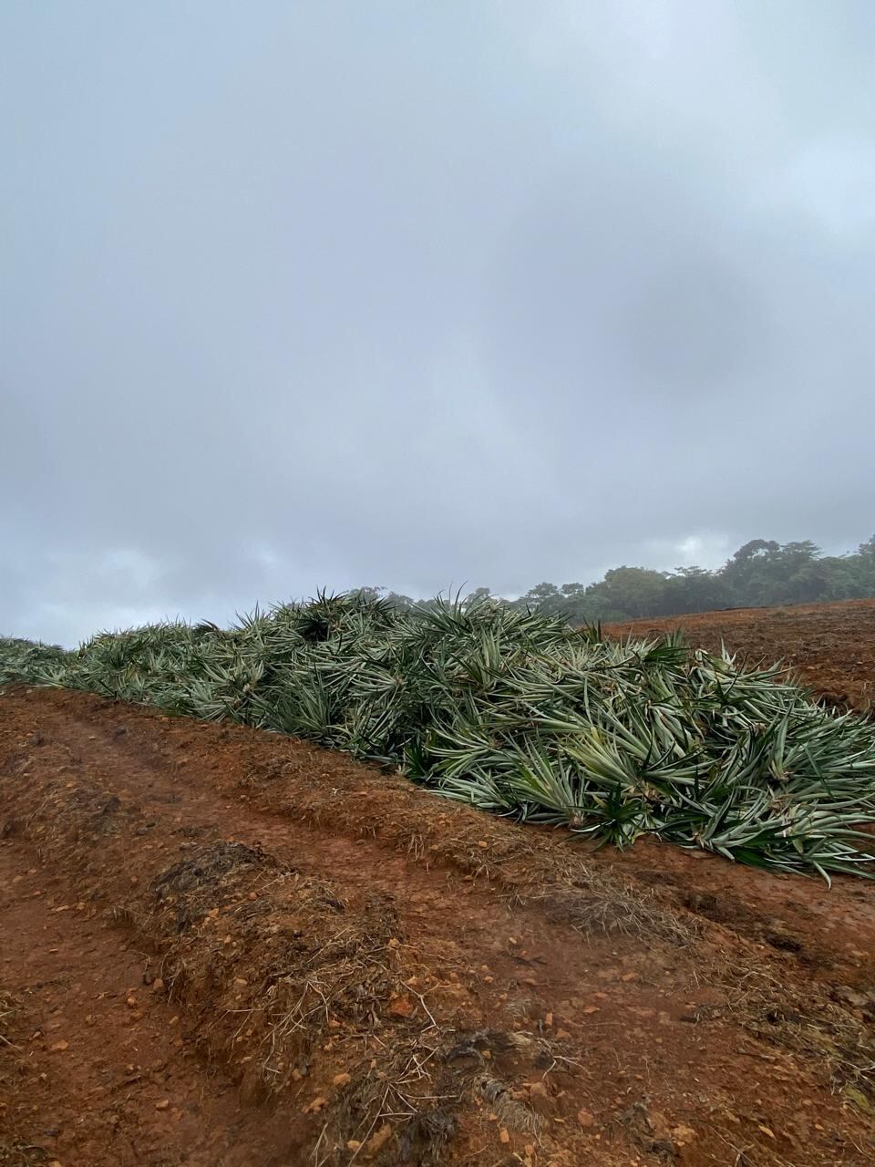 Johan Cortés trabajó en una piñera antes de jugar con el Municipal Liberia y Pérez Zeledón.