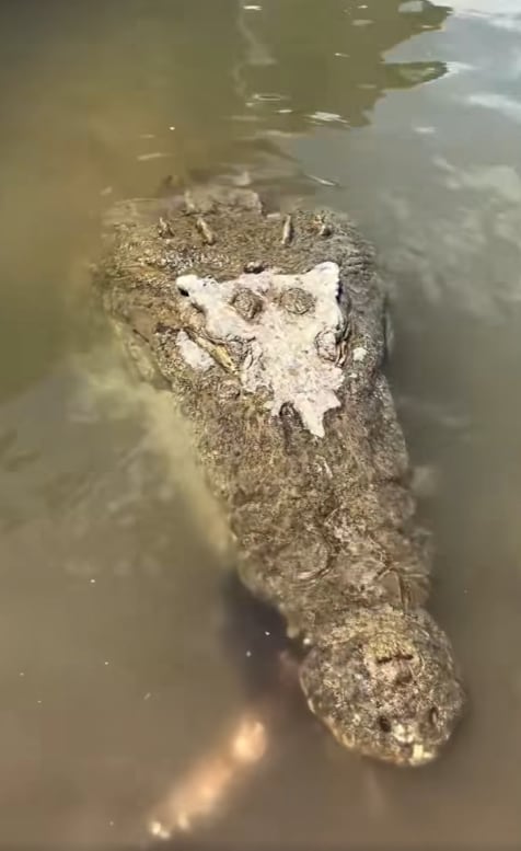 Este es el momento exacto en el que el cocodrilo devora al oso hormiguero.