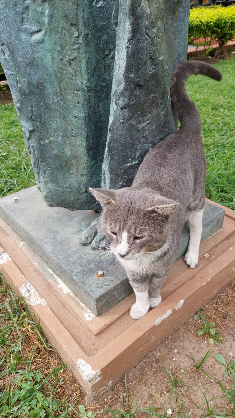 El gato Tom está buscando un hogar que lo adopte.