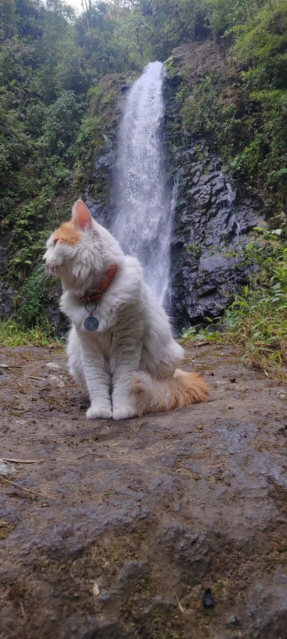 Bruno no es un gato cualquiera. Este peludito coronadeño, de un año y siete meses, es toda una celebridad felina, deportista de hueso (o garra) colorado y tan carismático que en redes sociales lo siguen como si fuera influencer. Su papá humano, Diego Zamora Jiménez, de 38 años y vecino de San Antonio de Coronado, fue quien sin saberlo desató esta aventura.