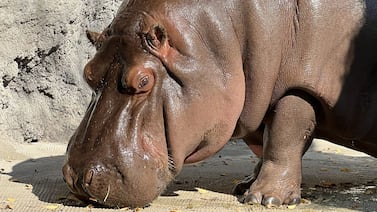 Hipopótamos del zoológico de Pablo Escobar enfrentarían un triste final