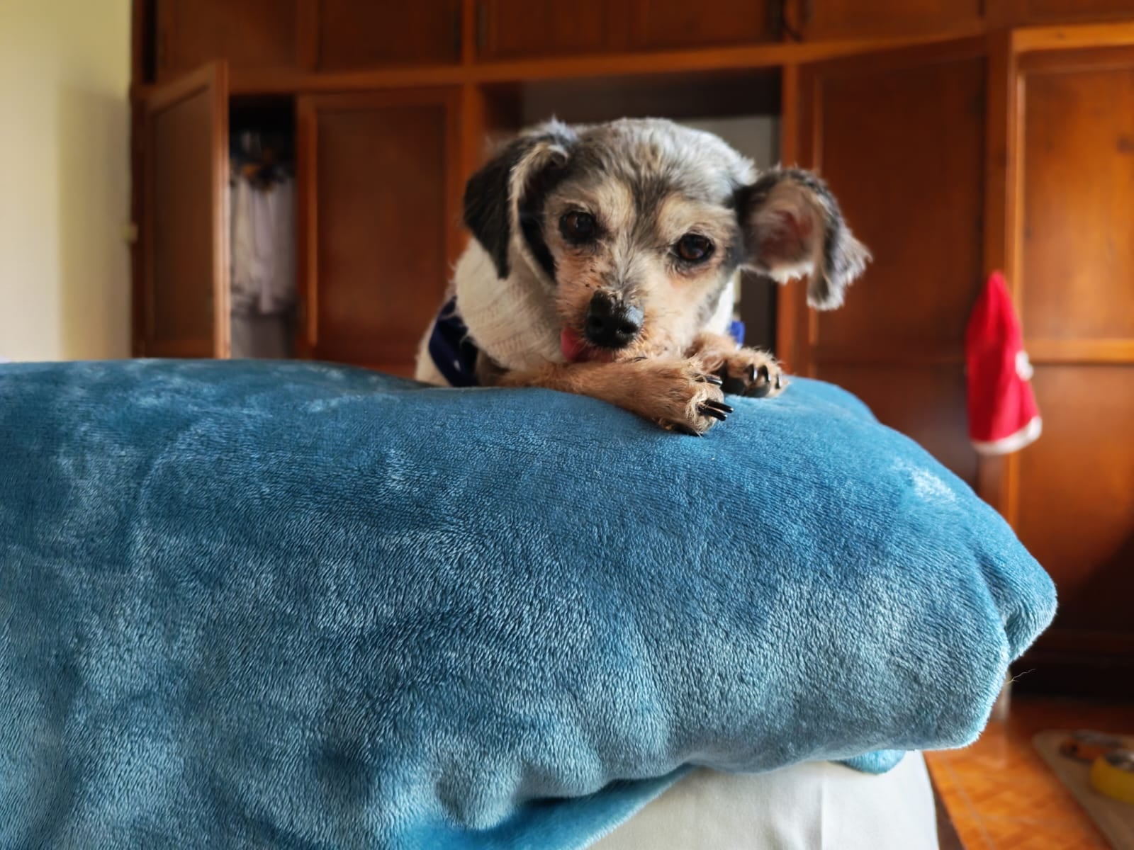 El sacerdote Alejandro Sandí tiene un refugio con 62 perros rescatados de la calle