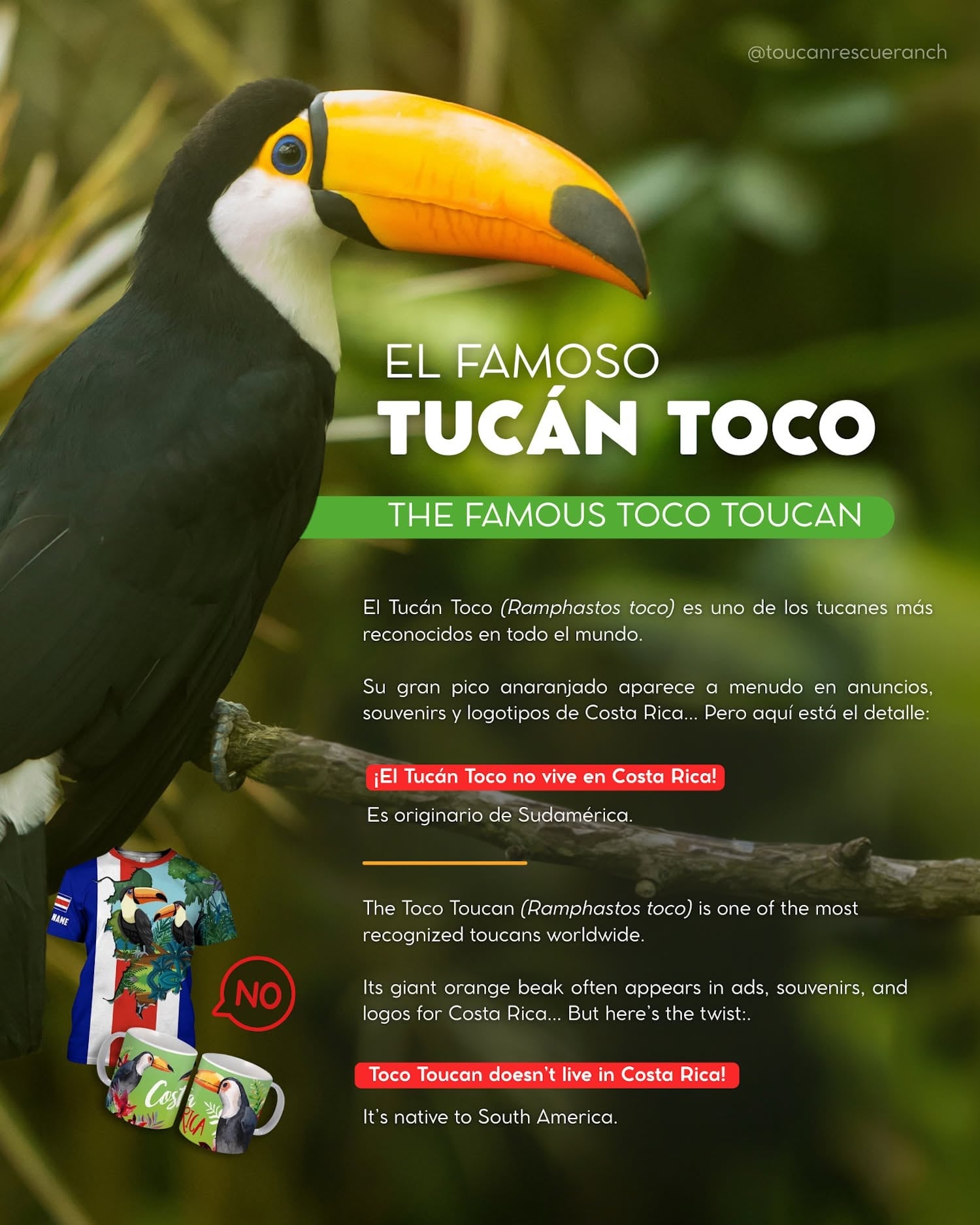 El Toucan Rescue Ranch había advertido desde el año anterior que este tucán, comúnmente usado en elementos promocionales no era de Costa Rica. Créditos: Facebook Toucan Rescue Ranch