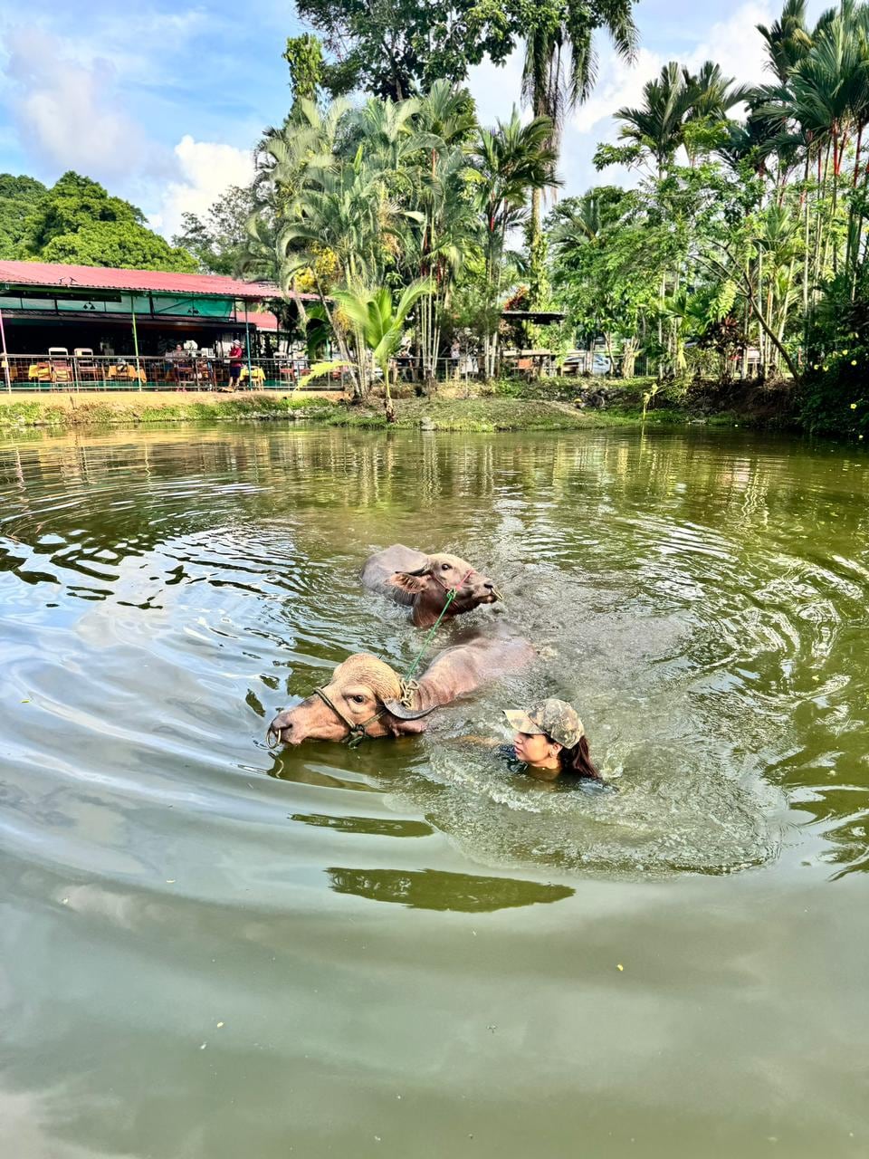 Shakira Shedden es la hija de Gilberto Shedden conocido como "Chito" quien domesticó al cocodrilo Pocho el cual murió el 12 de octubre del 2011. Shakira ahora doma búfalos y es reina de belleza.