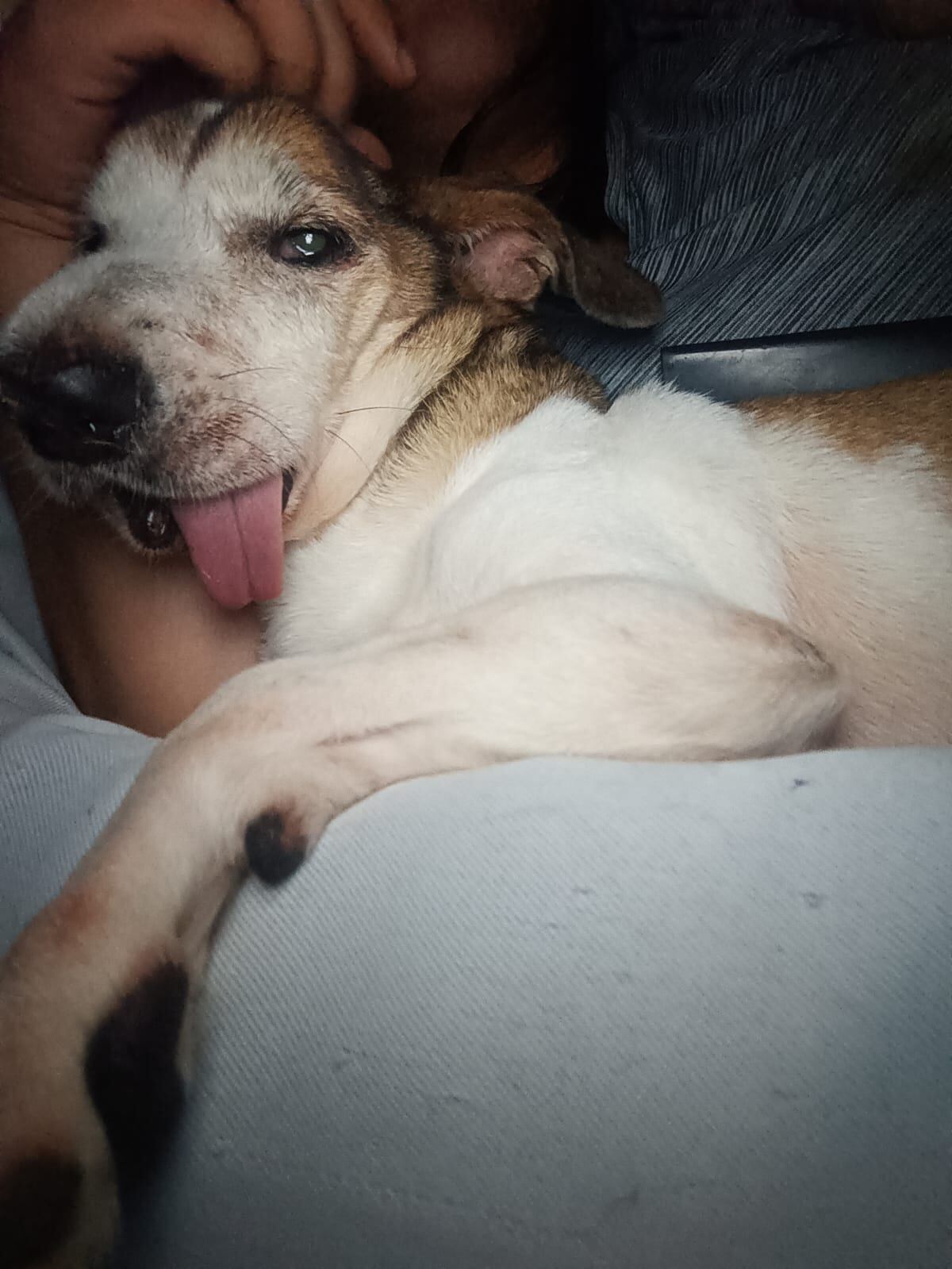 Don Tito es un zaguatico que fue adoptado por Melany Vargas Salazar del cual contamos su historia porque el 28 de mayo del 2025 es el Día Mundial del perro sin raza.