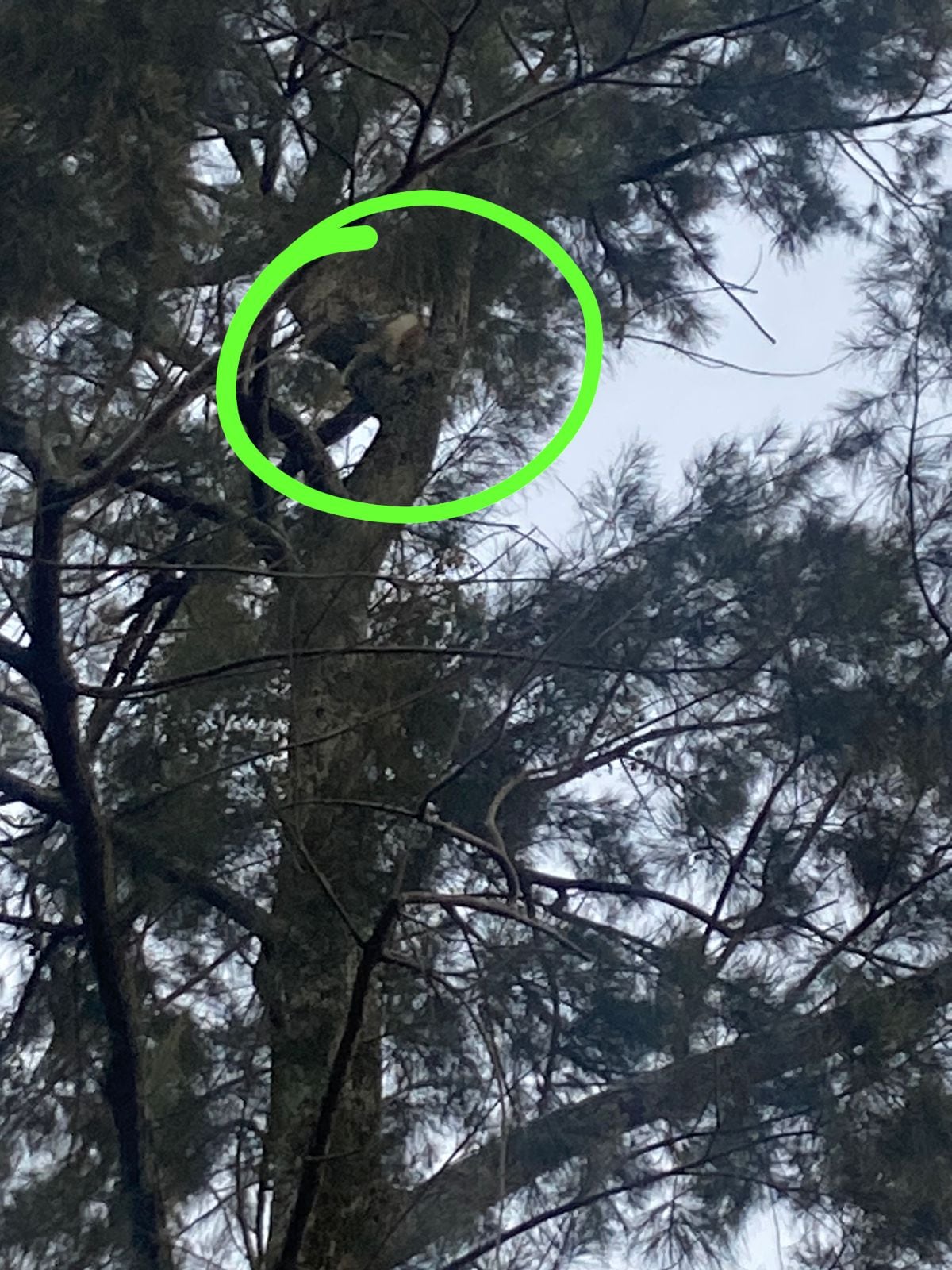 gatito en árbol