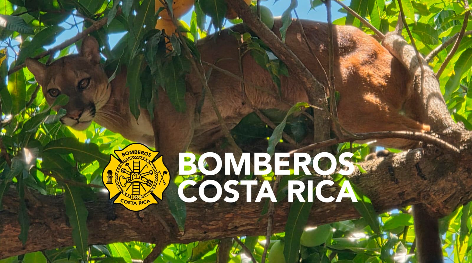 El Puma apareció en el patio de una casa esperando a ver que podía comer