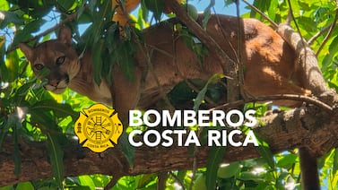 ¡Pánico en Costa Rica! Puma aparece en patio de una casa y desata operativo