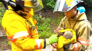 Desgarrador video de perezoso que llora al ser separado de su mamá