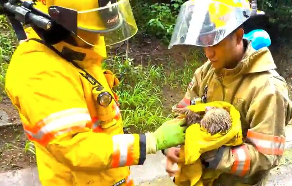 Un perezoso fue rescatado luego de que su mamá murió electrocutada