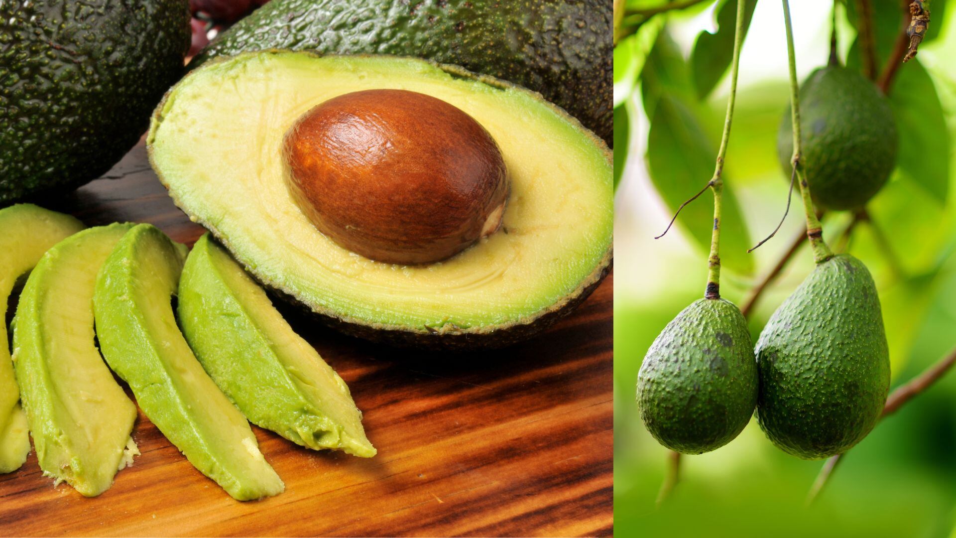 El aguacate no solo carece de colesterol, sino que tiende a reducirlo en el caso de estar elevado.