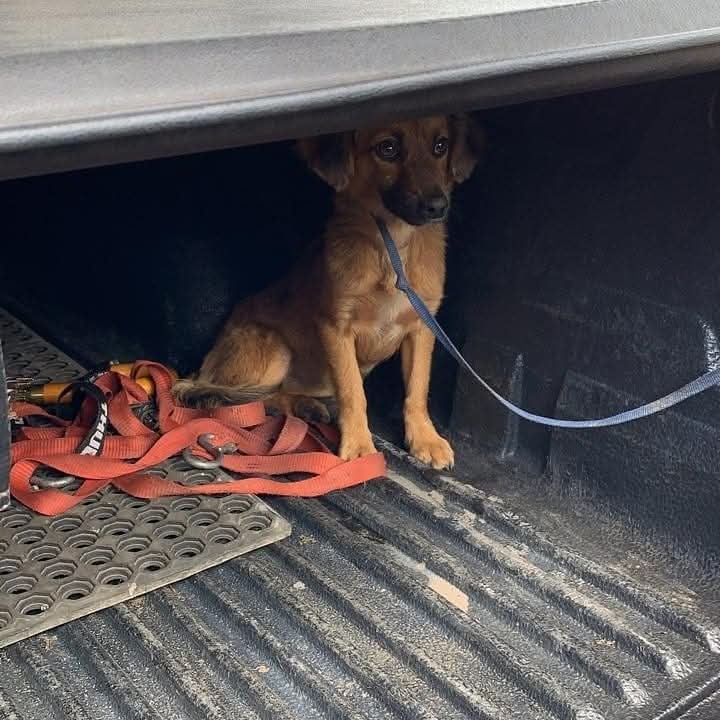 Lazzie Marie es una perra zaguatica que pasó de haber sido botada en un saco toda enferma a ser la luz del hogar de doña Carolina de Franco