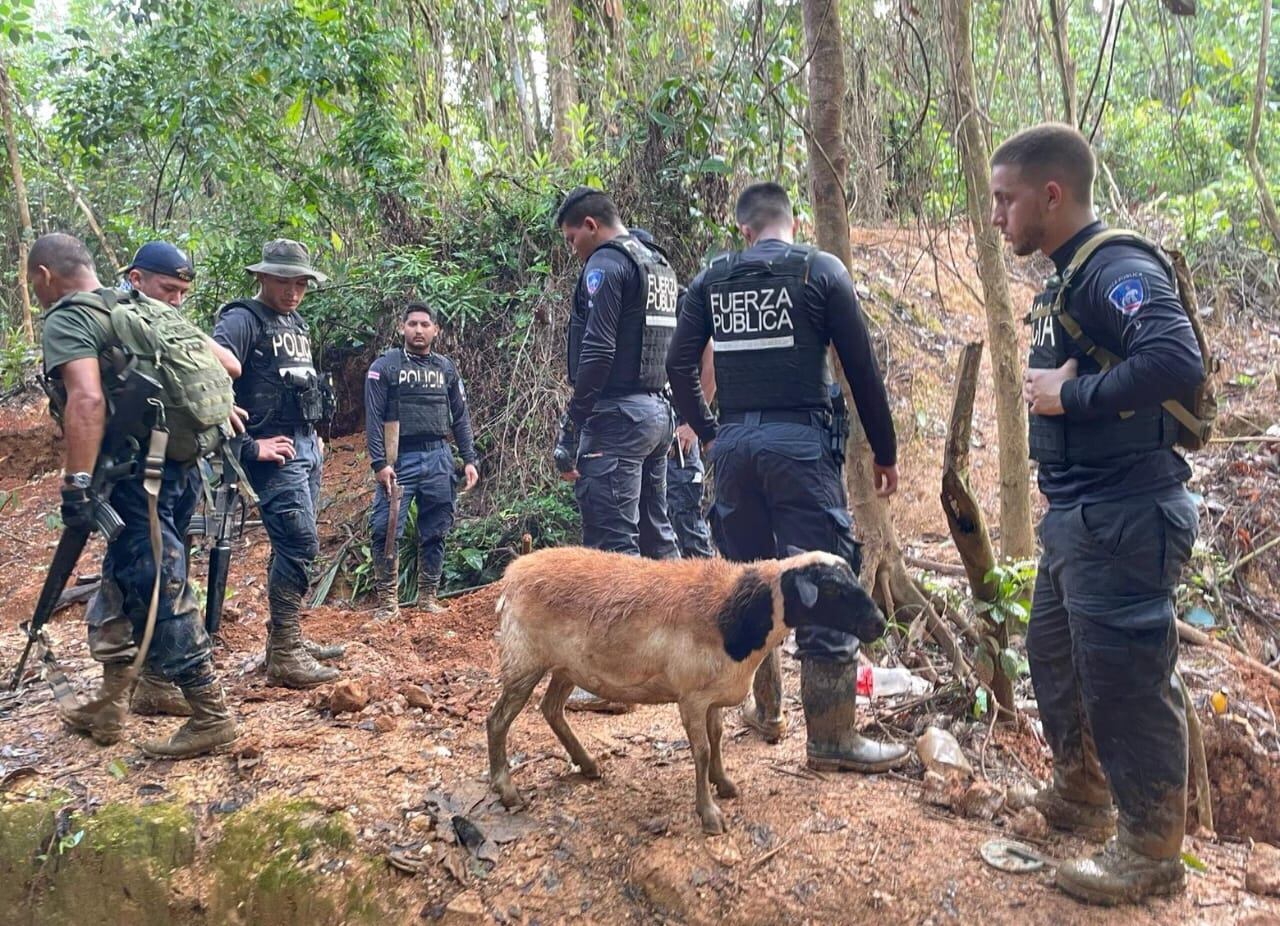 Oveja policía acompaña a oficiales en Crucitas. Foto MSP.