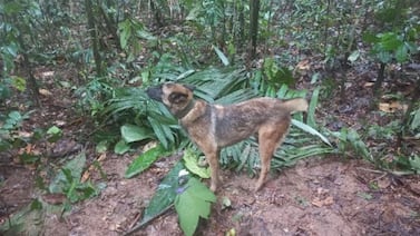 Soldado no ha salido de la selva desde que Wilson, el perro que rescató a los niños, se perdió