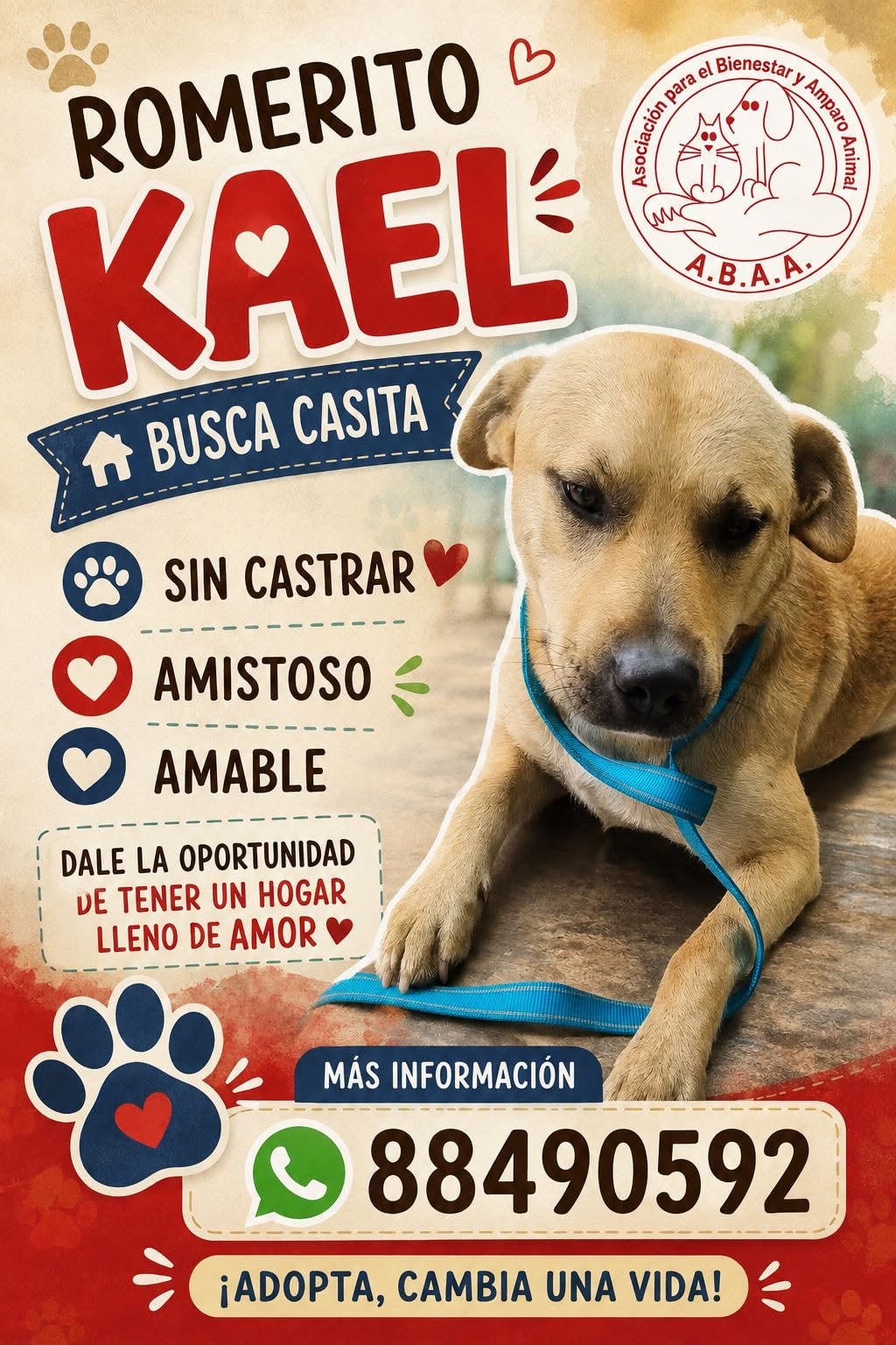 Negro, el primer perro rescatado cerca de la basílica de Cartago, busca adopción tras recibir atención