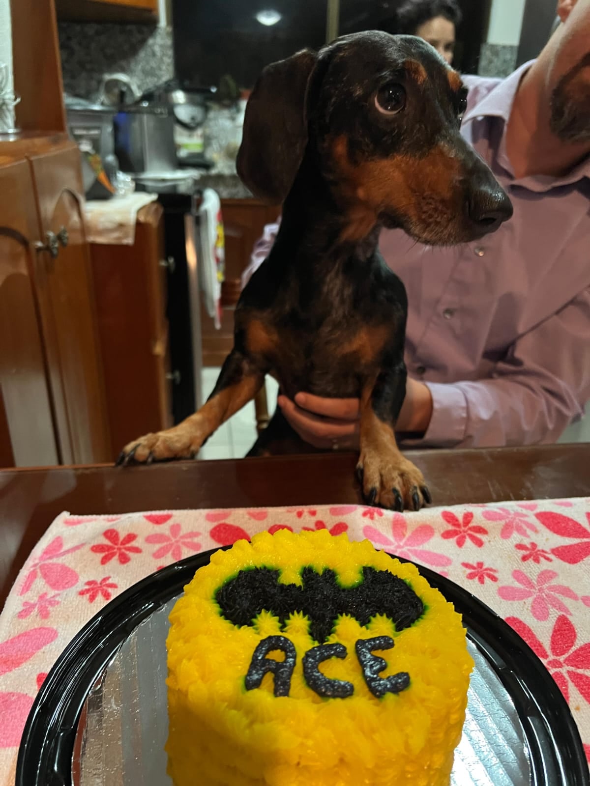 El sábado 19 de setiembre es el Día de Batman por eso conocemos la historia de Ace, el pequeño perrito costarricense que se convirtió en el auténtico guardián de su hogar y se llama igual que el perro del Caballero de la noche.