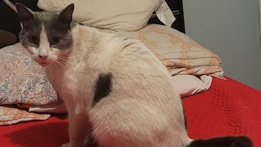 Baldomero de Jesús, el gato callejero que llegó golpeado y hoy es el rey de una familia herediana