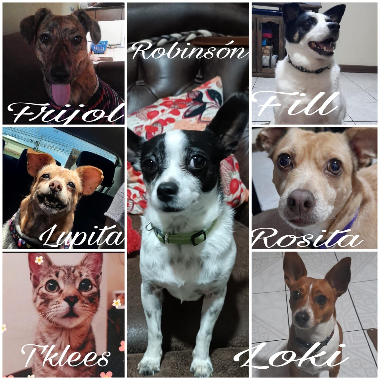 Robinson, un perrito chihuahua de quien podría decirse que la virgencita de Los Ángeles, nuestra Negrita, le hizo un pequeño milagrito y lo salvó de morir de hambre, pasándolo de indigente a ser el rey