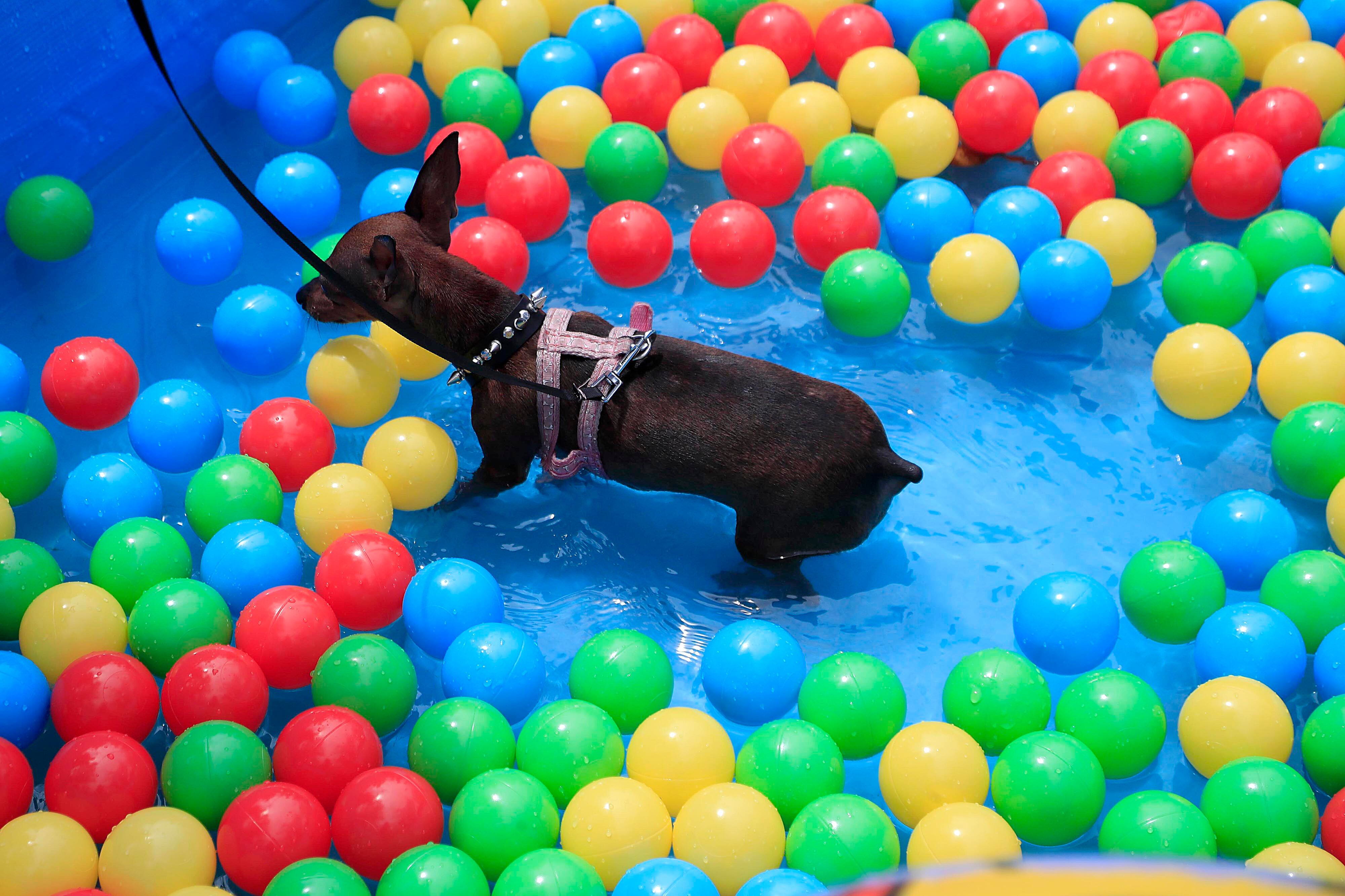 18/02/2024    Paseo Colón. Regresaron las actividades al aire libre denominados, Domingos Familiares sin Humo. Piscinas, sesiones de fotos familiares, shows de la Policía Canina de la Municipalidad de San José y mucho más formaron parte de la agenda, sin faltar la participación de las mascotas. Foto: Rafael Pacheco Granados