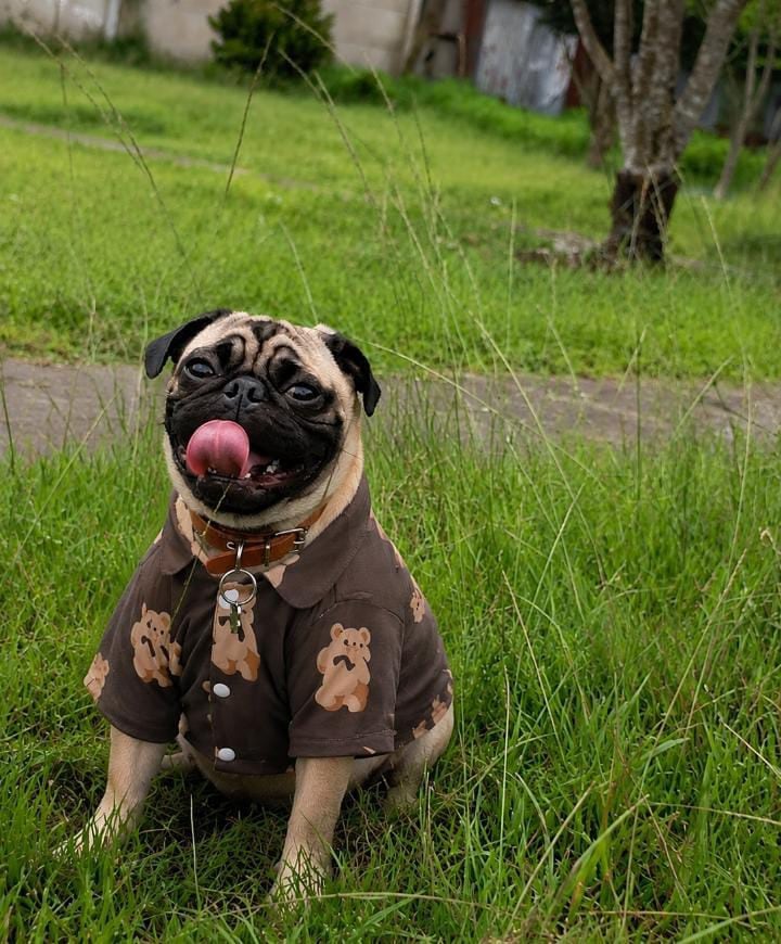 Buddy, el pug que llegó como regalo y terminó siendo el compañero inseparable de su abuelita humana, doña Francini Moya, de Paraíso de Cartago