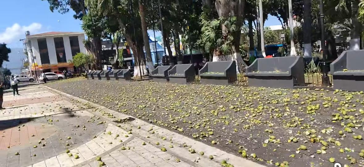 Mangos en los parques de Alajuela