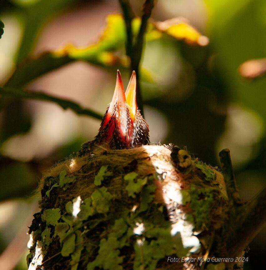 Catarata a una hora de San José es todo un atractivo con sus senderos y frescura.